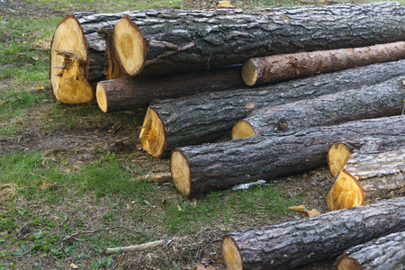 Heap of long wooden logs stacked horizontally close-up in the forest.の写真素材