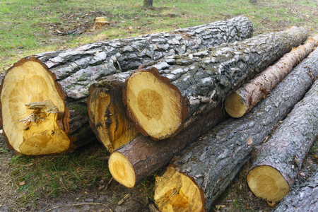 Heap of long wooden logs stacked horizontally close-up in the forest.の写真素材