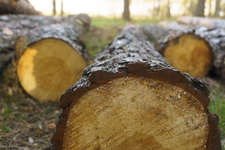Logging, a lot of logs lying on the ground in the forest. Cutting down trees, forest destruction. The concept of industrial destruction of trees, causing harm to the environment.の写真素材