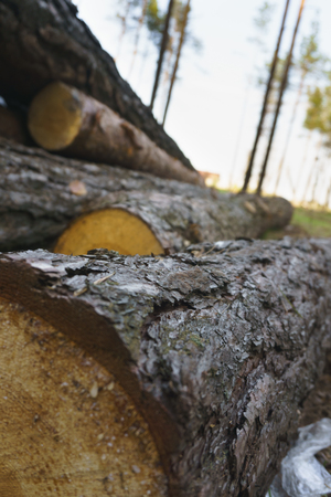 Logging, a lot of logs lying on the ground in the forest. Cutting down trees, forest destruction. The concept of industrial destruction of trees, causing harm to the environment.の写真素材