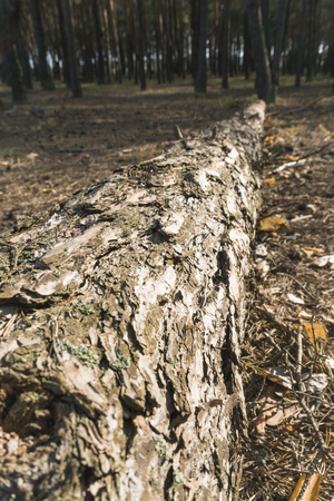 Cutting down trees. Sawn logs lying on the grass. Cleaning the park from old, sick treesの写真素材