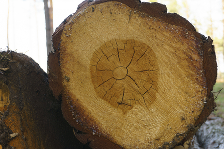 Logging, a lot of logs lying on the ground in the forest. Cutting down trees, forest destruction. Close up tree trunkの写真素材