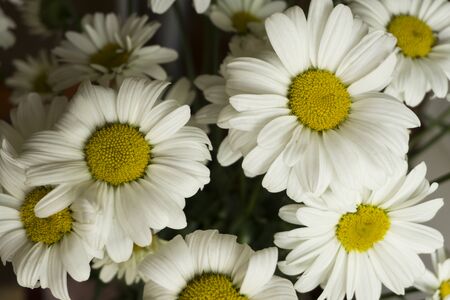 Beautiful white chamomile flowers close-up, chamomile heads.の写真素材