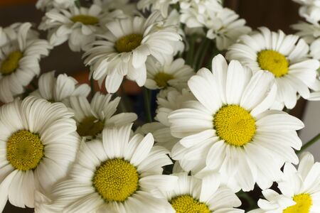 Beautiful white chamomile flowers close-up, chamomile heads.の写真素材