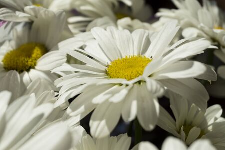 Beautiful white chamomile flowers close-up, chamomile heads.の写真素材