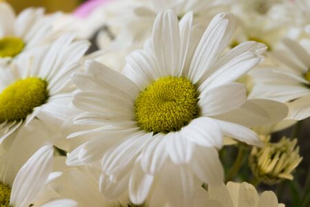 Beautiful white chamomile flowers close-up, chamomile heads.の写真素材