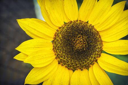 A close-up of one young bright yellow sunflower on a sunflower field in a warm sunny day, the background is blurredの写真素材