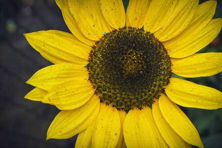 A close-up of one young bright yellow sunflower on a sunflower field in a warm sunny day, the background is blurredの写真素材