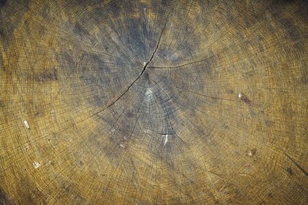 Old dirty tree cut close-up. Abstract background and texture for design.の写真素材