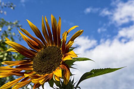 Sunflower against the blue sky. The concept of agriculture. Place for text. Nature photography Sunflower on blue sky background.の写真素材
