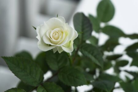 White miniature rose bud and foliage on white background. Close up rose.の写真素材