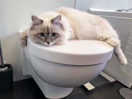 Close-up view on charming young white cat lying on the white lid of toilet inside bathroomの写真素材