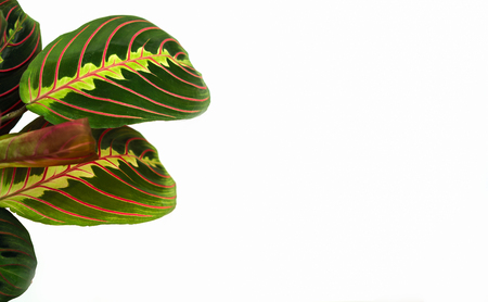 Top horizontal view calathea colorful leaves as tropical plant leaves on a with background, minimal concept (copy space for your text). Calathea Maranta, Red Prayer plant. Tropical foliage.の写真素材