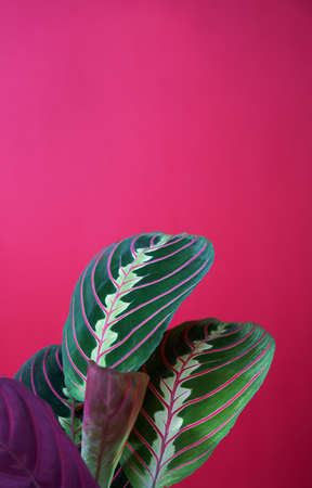 Top vertical view calathea colorful leaves as tropical plant leaves on a pink background, minimal concept copy space for your text. Calathea Maranta, Red Prayer plant. Tropical foliage.の写真素材