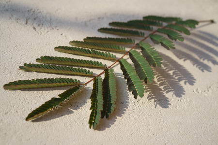 Top view beautiful branch of tree with small leaves and interesting picture of shadow on concrete gray background.の写真素材