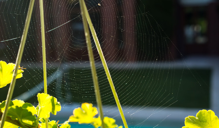 Spader web with dew drops and plants with green leaves on the red house background. Autumn summer...