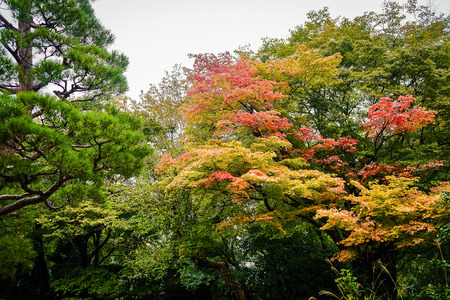 Beautiful Japanese garden with colorful maple trees in autumn, Kyoto Japanの写真素材