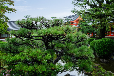 Beautiful Japanese garden with colorful maple trees in autumn, Kyoto Japanの写真素材