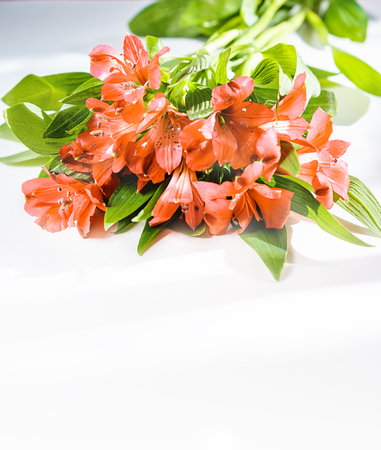 Flowers lily in Panton color of the year 2019 - Living Coral. Livingcoral. Romantic bouquet for Valentines day dinner celebration wedding on white background. toned. close up, copyspace. trendの写真素材