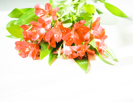 Flowers lily in Panton color of the year 2019 - Living Coral. Livingcoral. Romantic bouquet for Valentines day dinner celebration wedding on white background. toned. close up, copyspace. trendの写真素材