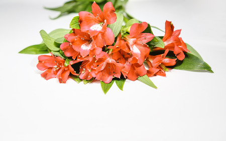 Flowers lily in Panton color of the year 2019 - Living Coral. Livingcoral. Romantic bouquet for Valentines day dinner celebration wedding on white background. toned. close up, copyspace. trendの写真素材