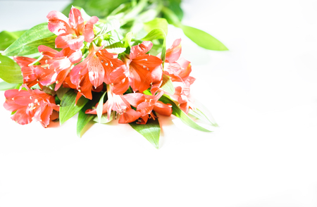 Flowers lily in Panton color of the year 2019 - Living Coral. Livingcoral. Romantic bouquet for Valentines day dinner celebration wedding on white background. toned. close up, copyspace. trendの写真素材