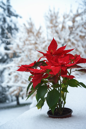 Christmas Poinsettia red petals with falling snowflakes on white snow covered trees background in the yard. Merry Christmas and Happy New Year concept. Floral border, verticalの写真素材