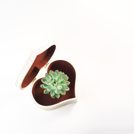 Beautiful green succulent in box in shape of heart, isolated on whiteの写真素材