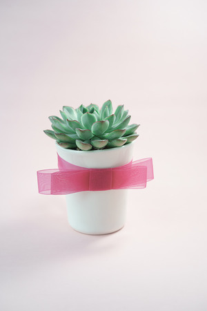 Beautiful green succulent isolated inside a cup with pink bow isolated on pink coral colorの写真素材