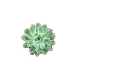 Minimalist modern banner with beautiful green succulent isolated on whiteの写真素材