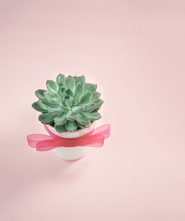 Beautiful green succulent isolated inside a cup with pink bow isolated on pink coral colorの写真素材