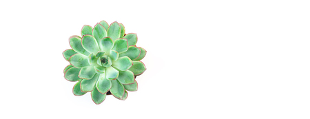 Minimalist modern banner with beautiful green succulent isolated on whiteの写真素材