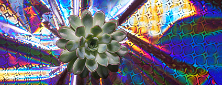Beautiful green Succulent on Holographic Abstract Foil Backdrop.