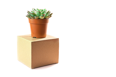 Minimalist modern layout with beautiful green succulent on natural color box isolated on white background. Concept for gift, shop, delivery, copy space.の写真素材