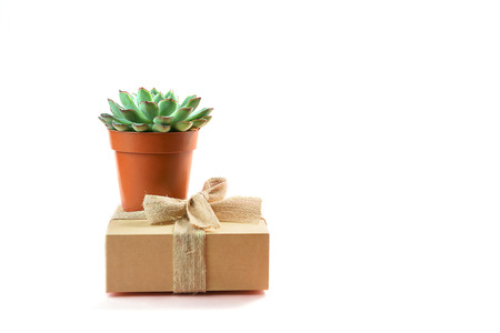 Minimalist modern layout with beautiful green succulent on natural color box, isolated on white background. Concept for gift, shop, delivery, copy space.の写真素材