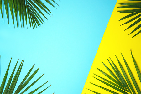 Tropical green palm leaves on colorful background. Bright yellow and blue colors. Minimal nature summer concept. Top view, flat lay, copy space.の写真素材