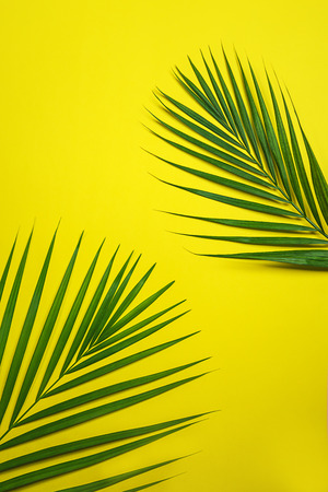 Tropical green palm leaves on yellow background. Minimal nature summer concept. Top view, flat lay, copy space.の写真素材