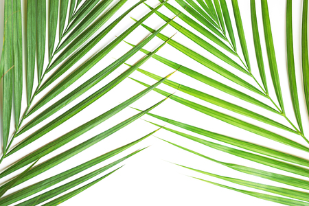 Tropical green palm leaves on white background. Minimal nature summer concept. Top view, flat lay, copy space. Isolatedの写真素材