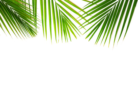 Tropical green palm leaves on white background. Minimal nature summer concept. Top view, flat lay, copy space. Isolatedの写真素材