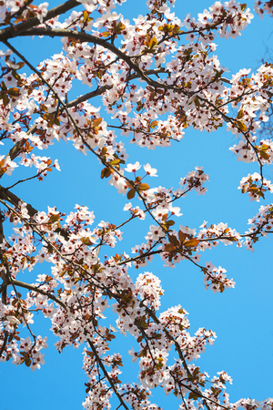 Spring tree flowers in blossom, the bloom in warm sun light on blue sky background. Beautiful apple blossoms flower in blooming with branch on blue sky background. Spring floral background.の写真素材