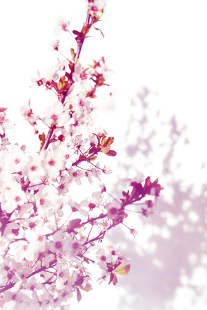 Blooming tree with white, pink flowers in morning sunshine and shadow, blurred sunlight. Soft focus. Spring blossom flower background. Easter sunny day.の写真素材