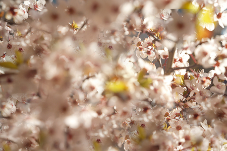 Blooming tree with white, pink flowers in morning sunshine and shadow, blurred sunlight. Soft focus. Spring blossom flower background. Easter sunny day.の写真素材