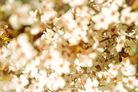 Blooming tree with white, pink flowers in morning sunshine and shadow, blurred sunlight. Soft focus. Spring blossom flower background. Easter sunny day.の写真素材