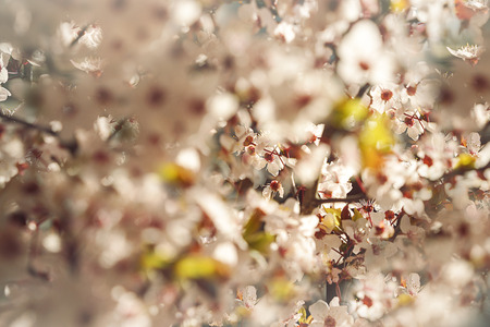 Blooming tree with white, pink flowers in morning sunshine and shadow, blurred sunlight. Soft focus. Spring blossom flower background. Easter sunny day.の写真素材