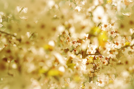 Blooming tree with white, pink flowers in morning sunshine and shadow, blurred sunlight. Soft focus. Spring blossom flower background. Easter sunny day.の写真素材