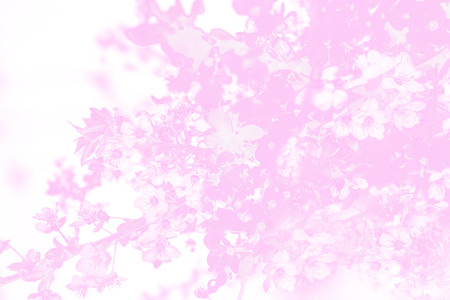 Blooming tree with white, pink flowers in morning sunshine and shadow, blurred sunlight. Soft focus. Spring blossom flower background. Easter sunny day.の写真素材