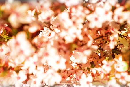 Blooming tree with white, pink flowers in morning sunshine and shadow, blurred sunlight. Soft focus. Spring blossom flower background. Easter sunny day.の写真素材