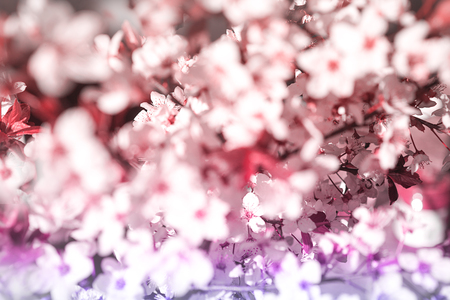 Blooming tree with white, pink flowers in morning sunshine and shadow, blurred sunlight. Soft focus. Spring blossom flower background. Easter sunny day.の写真素材