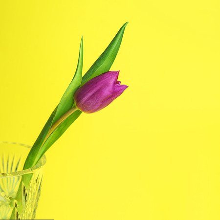 Pink or purple tulip flower. Easter or Valentines day greeting card. Isolated on yellow background. Copy space.の写真素材
