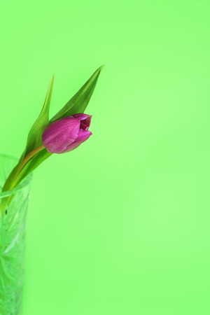 Pink or purple tulip flower. Easter or Valentines day greeting card. Isolated on green background. Copy space.の写真素材
